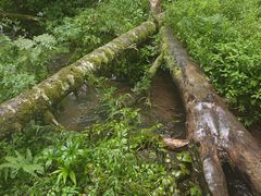 -五营红松林海景区