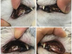 -FAELING PETS美天灵宠物(富力广场店)