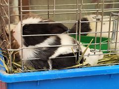 -中环花鸟鱼虫市场