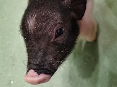 -藦茜花园宠物主题亲子互动体验馆(国顺东路店)