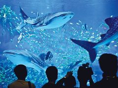 -烟台海昌鲸鲨海洋公园
