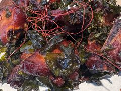 -吴氏老妈·23年家常菜(古城店)