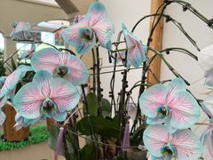 -荷兰花海