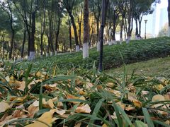 -重庆市江北嘴中央商务区中央公园