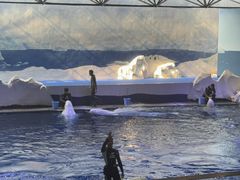 -秦皇岛乐岛海洋王国