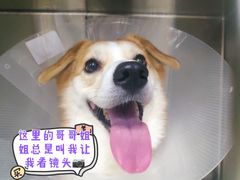 -美联众合动物医院·24h转诊中心
