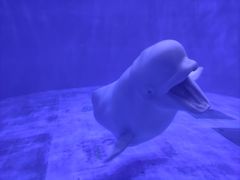 -上海海昌海洋公园-冰山北极馆