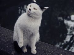 -西园寺
