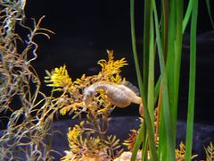 -香港海洋公园