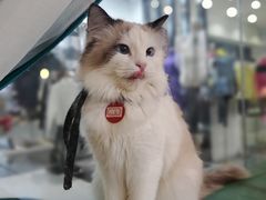 -喵喵咪呀布偶猫咖(春熙路店)