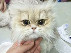 -美联众合动物医院·24h京西诊疗中心