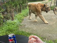 鸡肉批萨-上海野生动物园老虎餐厅