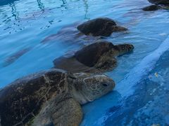 -北戴河圣蓝海洋公园