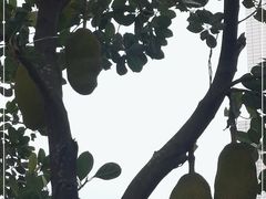 -云溪植物园