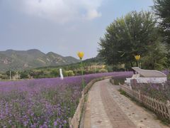 -密云玫瑰情园