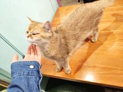 -猫小院猫主题餐厅(三里屯店)