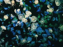 -珠海长隆海洋王国