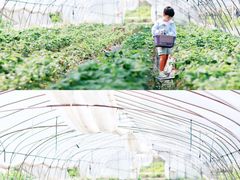 -小鱼草莓采摘园农家乐·小鱼餐厅