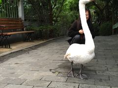 -深圳东部华侨城茵特拉根酒店