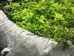-重庆云阳龙缸景区