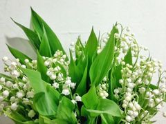-王尔德与花