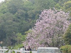-广州市白云山风景名胜区