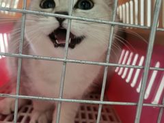 -中农国际动物医院24小时·猫科·骨科·急重症中心