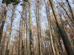 -上海共青森林公园