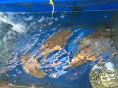 -蓝湾碧波·老字号·疍家非遗海上餐厅
