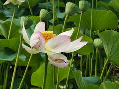 -墨尔本皇家植物园