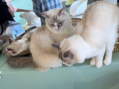 -怪兽屋·羊驼·猫咖·狗咖(俊华广场店)