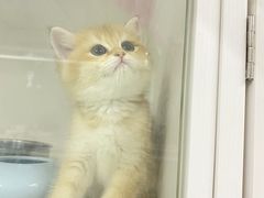 -lincat·猫舍(广州店)