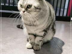 -猫房·猫吧·猫咖(龙湖时代汇店)