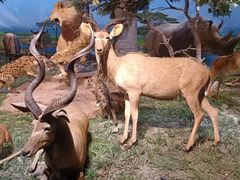 -国家自然博物馆