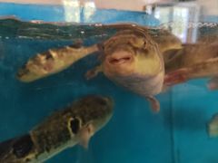 -天正河鲀·河豚亭(大连店)