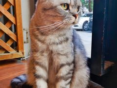 -猫友咖啡店(玉林西路店)