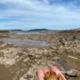 平潭赶海🌊小海鲜统统带回家啦！