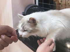 -楼上猫咖(罗湖店)