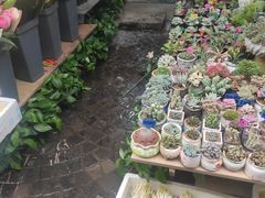 -曲阳花鸟市场(曲阳路店)