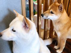 -豆柴町-柴犬主题狗咖(红鼎国际C座店)