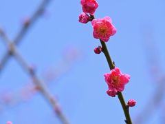 -莘庄梅园