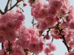 -天适樱花悠乐园