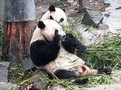 -都江堰中华大熊猫苑