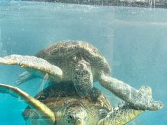 -珠海长隆海洋王国