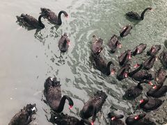 -长白岛森林公园