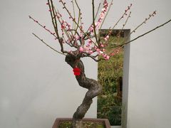 -无锡梅园公园