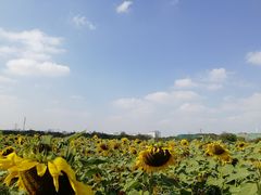 -映月湖中央公园