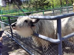 -长白岛森林公园