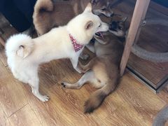 -柴犬高等学院·狗咖·柴犬售卖·宠物训练