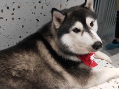 -Husky Go!哈士奇体验馆·宠物咖啡厅狗咖
